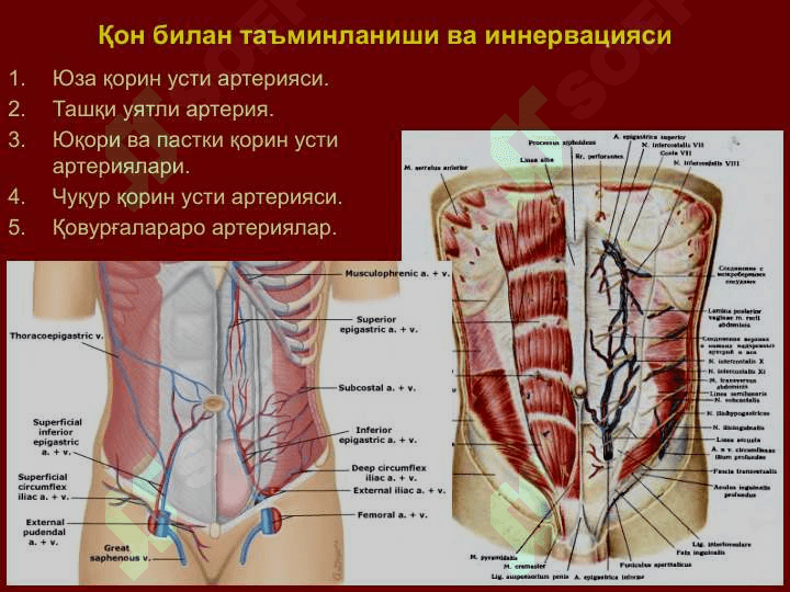 Қорин деворлари клиник анатомияси 8