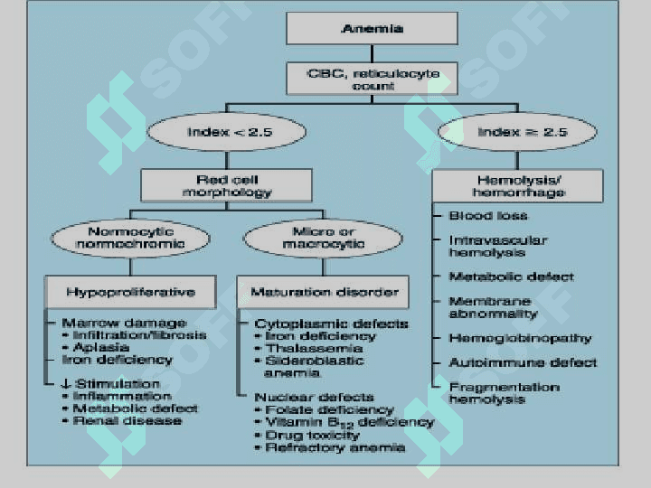 Hemolytic anemia 2