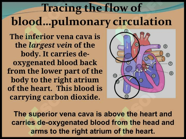 Circulatory system Qon aylanish tizimi 3