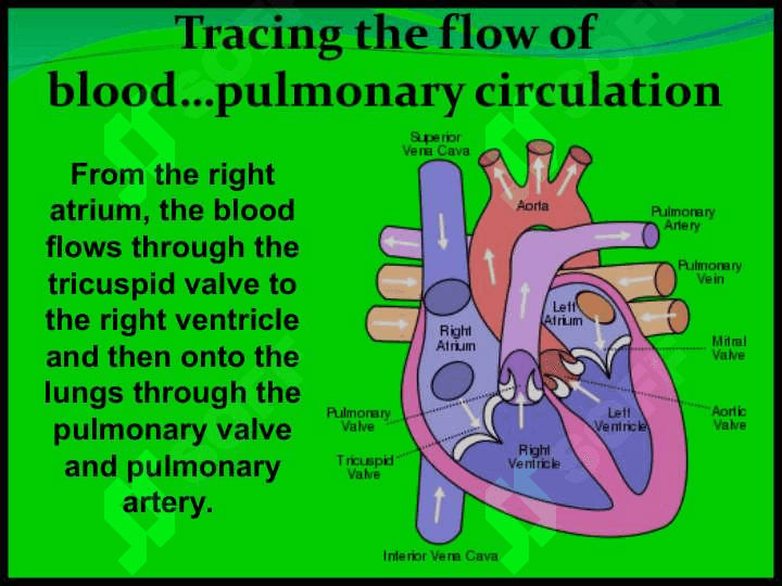 Circulatory system Qon aylanish tizimi 4