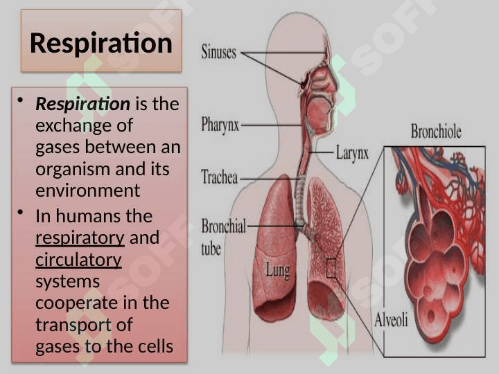 Human respiratory system (HRS) 2