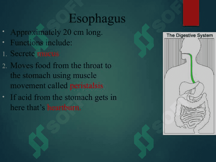 DIGESTIVE SYSTEM 6