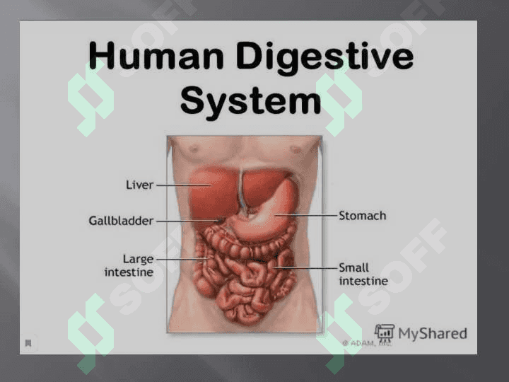 The digestive system 2