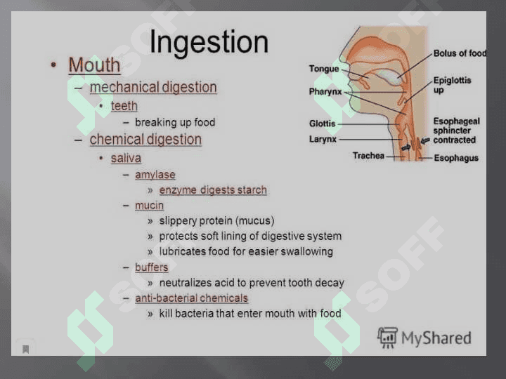 The digestive system 4