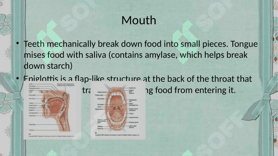 The digestive system and process of digestion and absorption 6