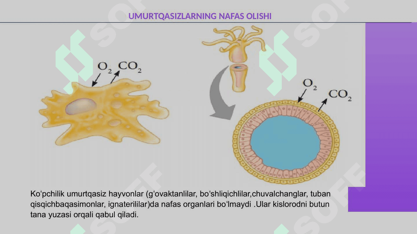 Odam va hayvonlarning nafas olishi. 7