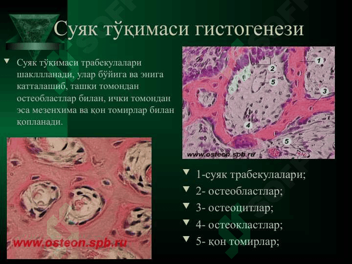 Суяк тўқимасининг  РЕГЕНЕРАЦИЯСИ 7
