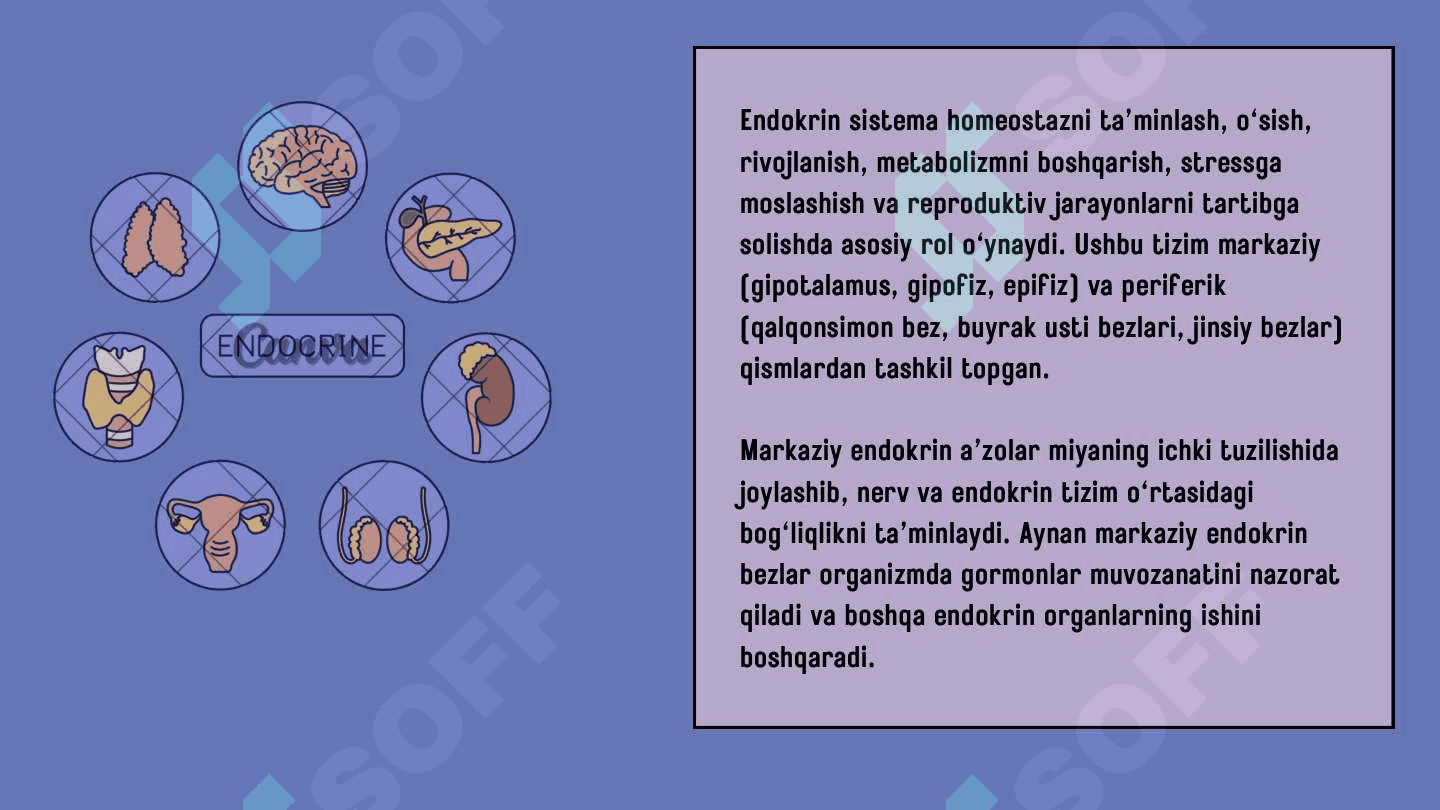 Endokrin sistemasi. Markaziy endokrin a'zolar 4
