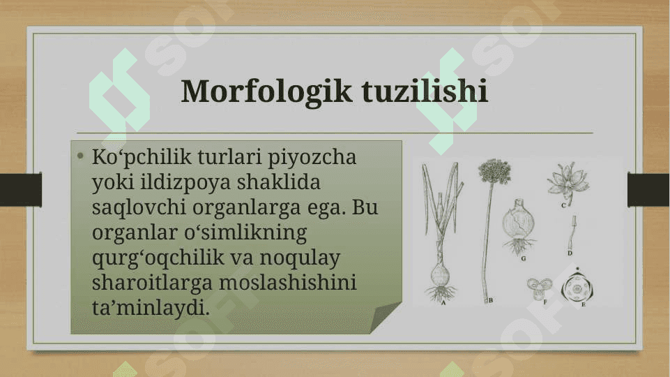 Loladoshlar oilasi 5