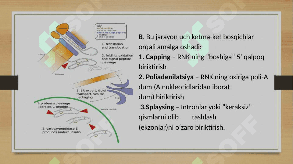 Genetik rivojlanish 6