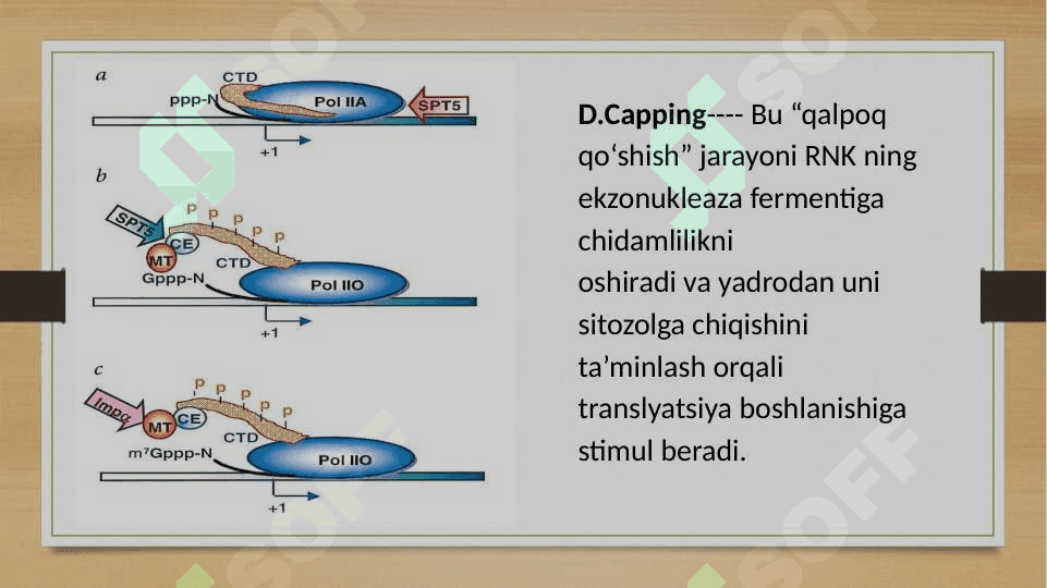 Genetik rivojlanish 8