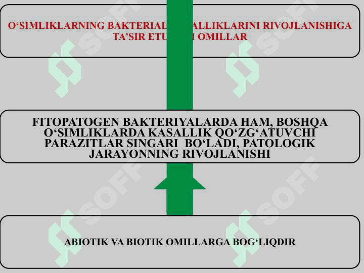 O‘SIMLIKLARNING BAKTERIAL KASALLIKLARINI   RIVOJLANISHIGA TA’SIR ETUVCHI OMILLAR 2