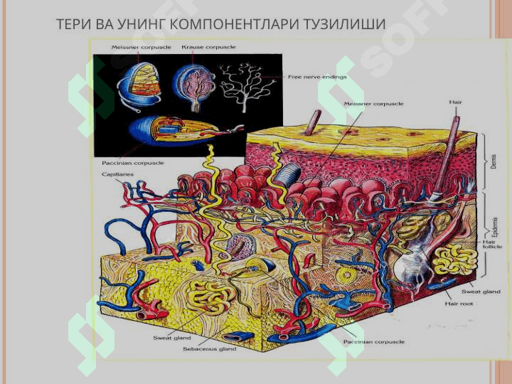 ТЕРИ ВА УНИНГ ХОСИЛАЛАРИ 2