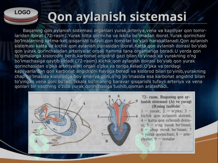 Ko’l baqasi 4