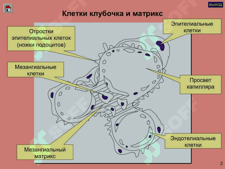 ГЛОМЕРУЛОНЕФРИТЛАР ПИЕЛОНЕФРИТЛАР 3