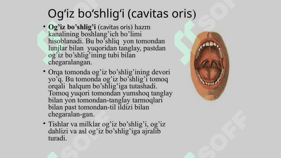 Og‘iz bo‘shlig‘i 2