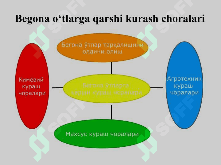 BЕGONA O‘TLARGA QARSHI KURASH CHORALARI 5
