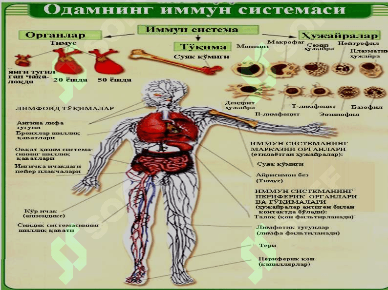 Adaptiv immunitet, shakllanish prinsiplari. Hujayraviy gumoral tipdagi immun reaksiyalar, mexanizmlari. Immun sistemaga baho berish usullari. Immunoprofilaktika 6