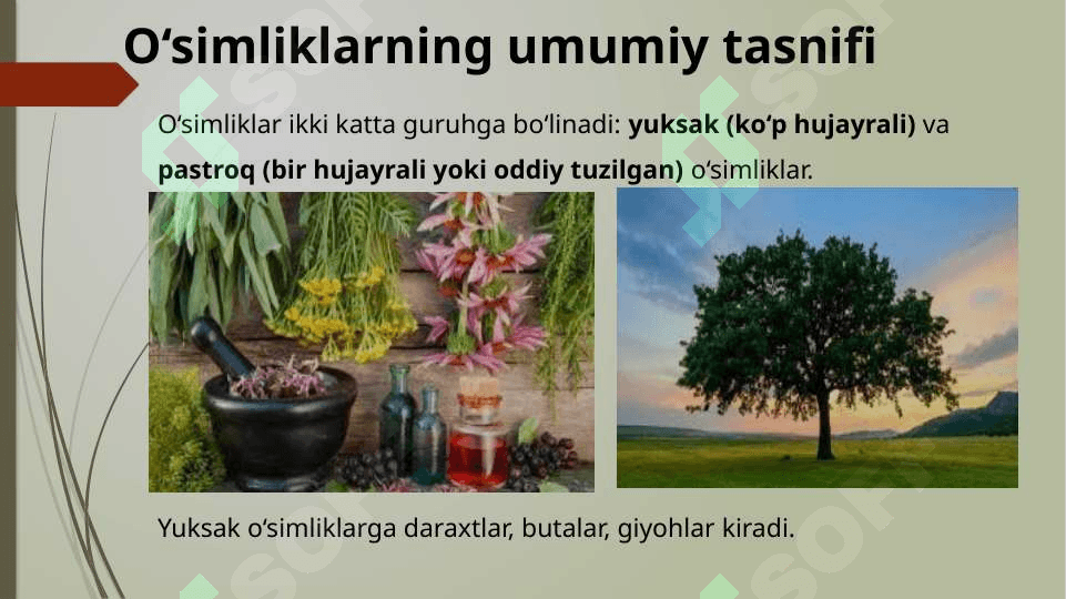 O'simliklarning xilma xilligi 3