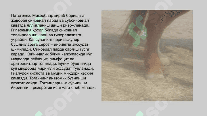 Отларда учрайдиган бугим касалликлари 7
