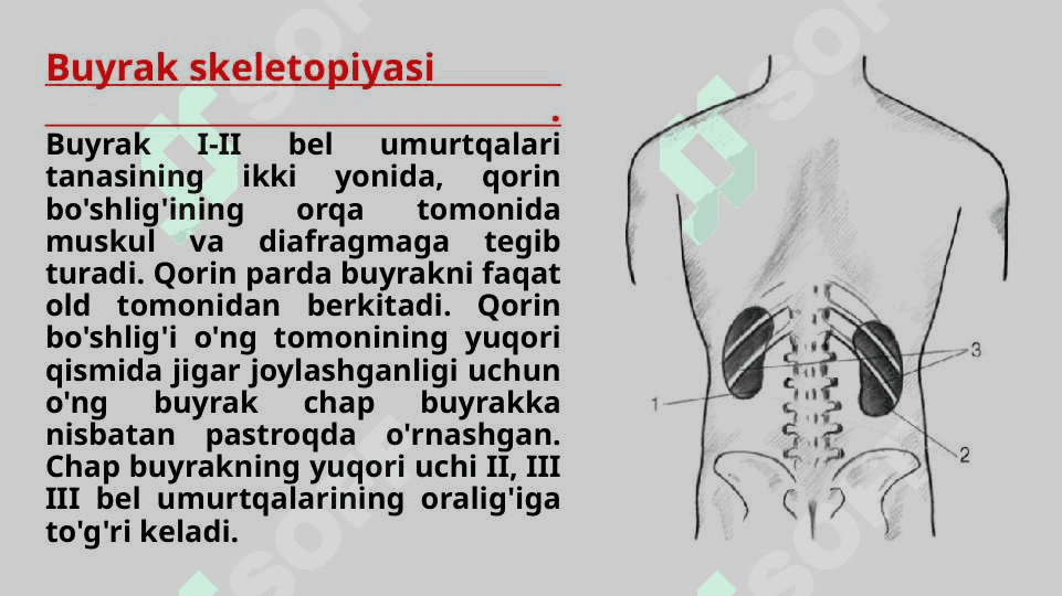 Buyrak anatomiyasi. 8