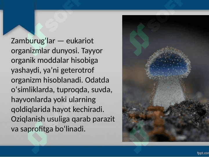 Zamburug'lar Botanika 3