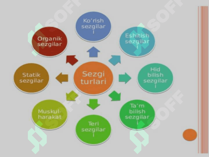 Sezgi turlari 2
