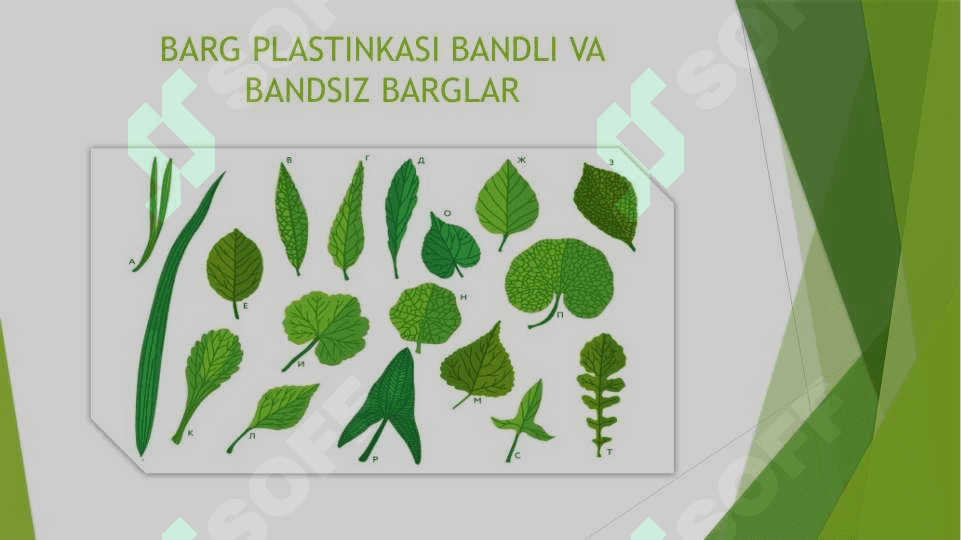 Barg morfalogiyasi anatomiya 8