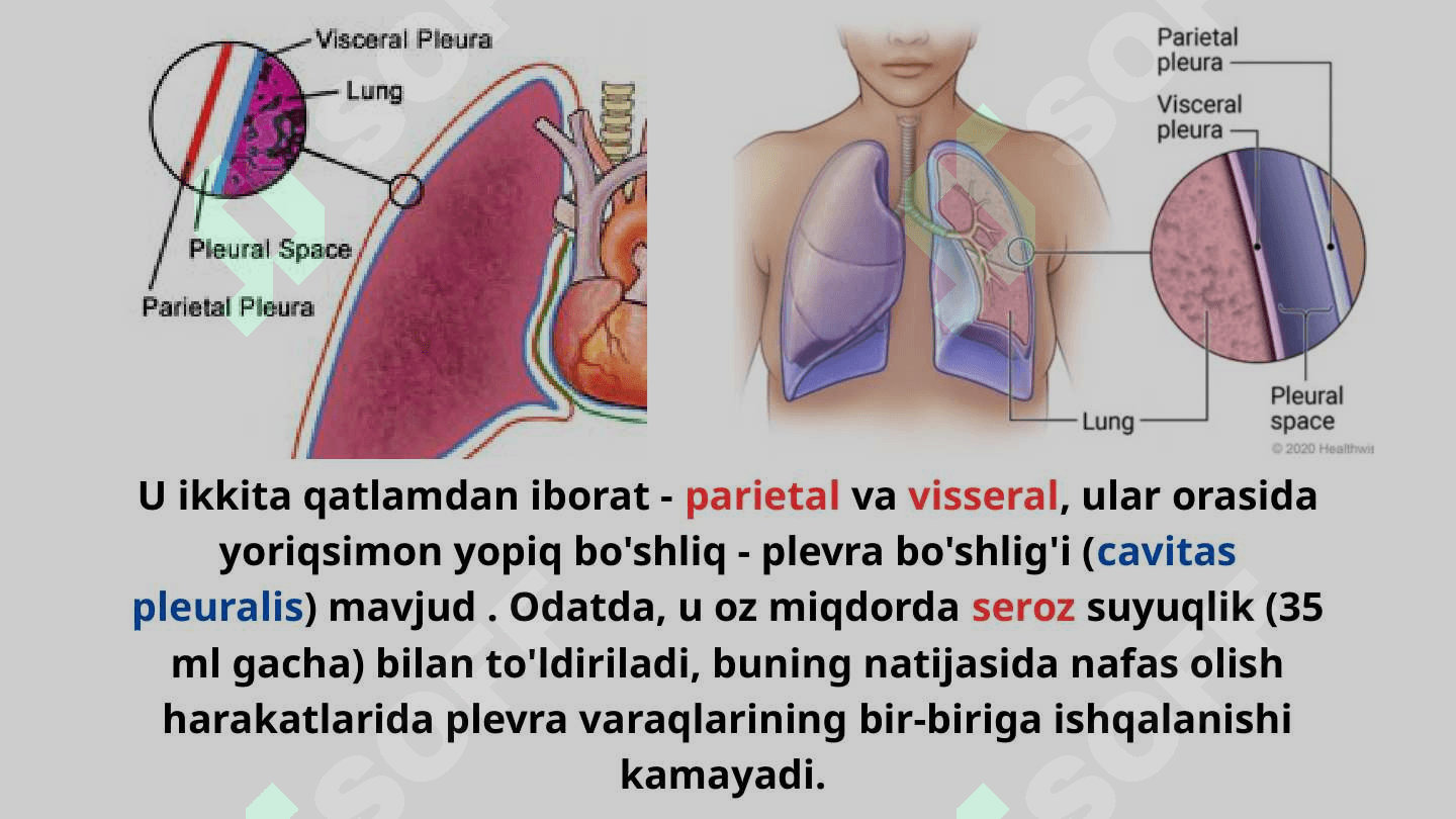 Plevraning topografiyasi 3