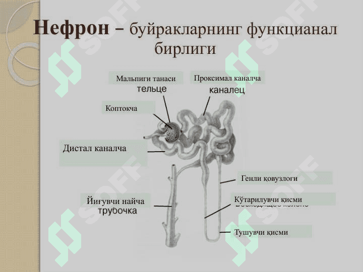 O’tkir buyrak yetishmovchiligi 8