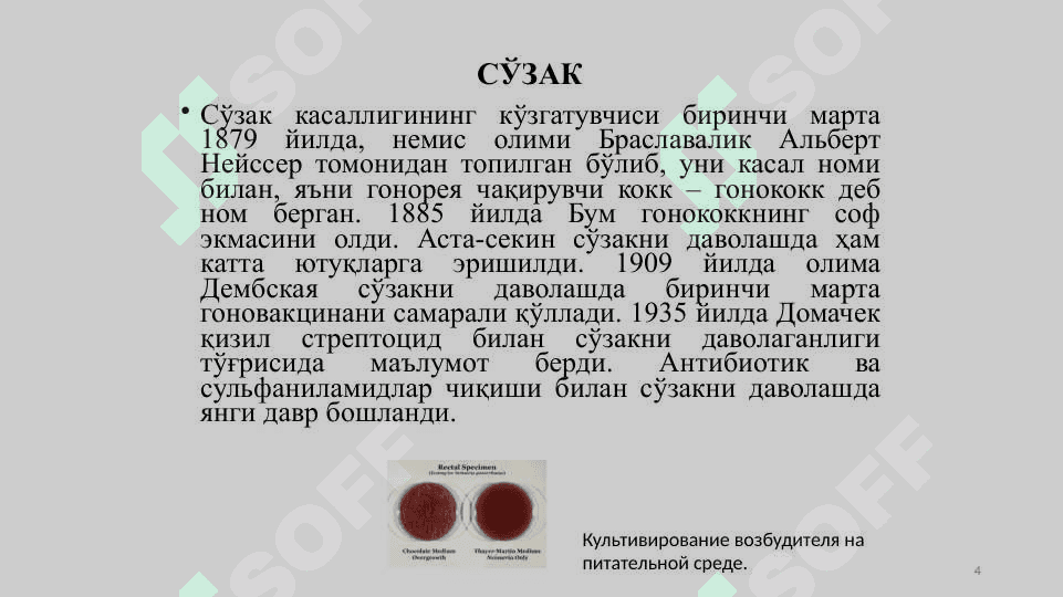 Сўзак (Гонорея) - So‘zak (Gonoreya) 4