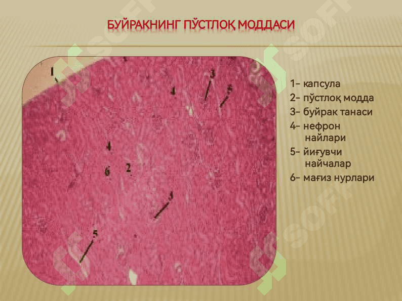 СИЙДИК АЙИРУВ СИСТЕМАСИ 8