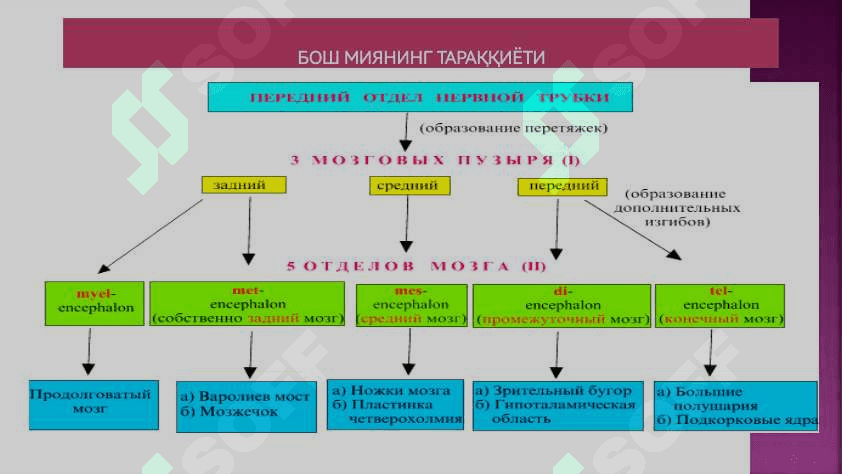 Нерв системаси 6