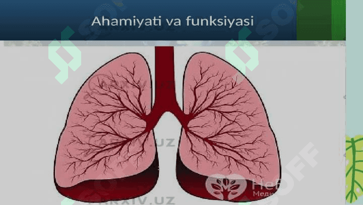 Oʻpkaning nafasga oid boʻlmagan funksiyalari . Sunʼiy nafas.Nafasning pataoogik turlari. Toʻqimadagi nafas.Gipoksiya turlari 6