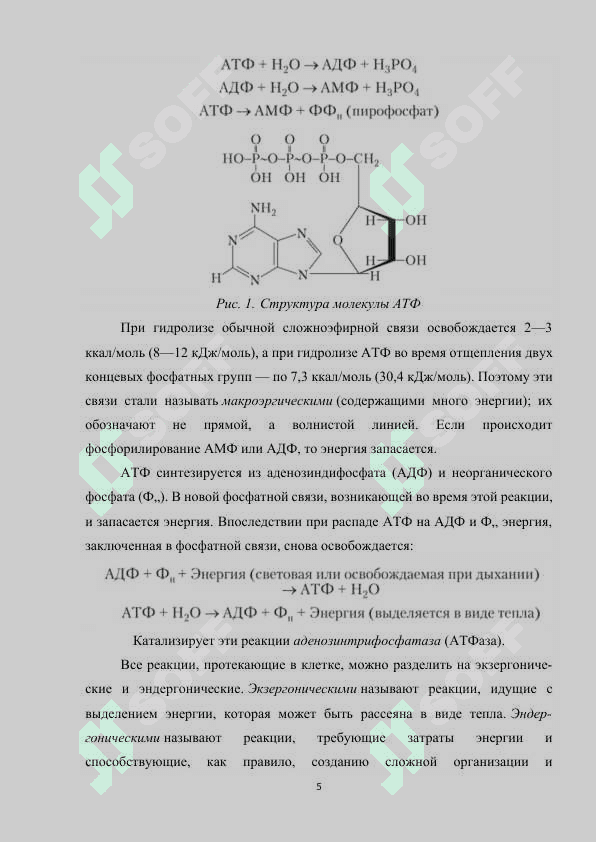 Энергетика растительной клетки.docx 5