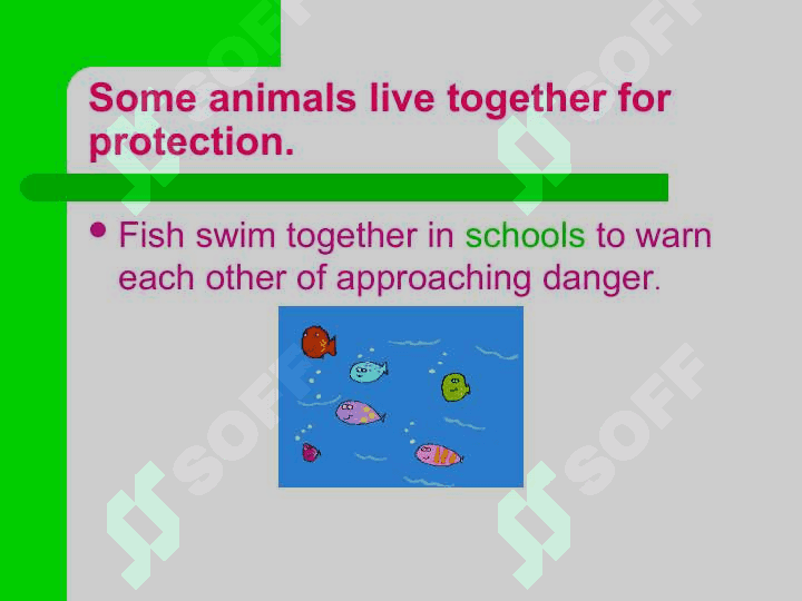 Animal Groups 3