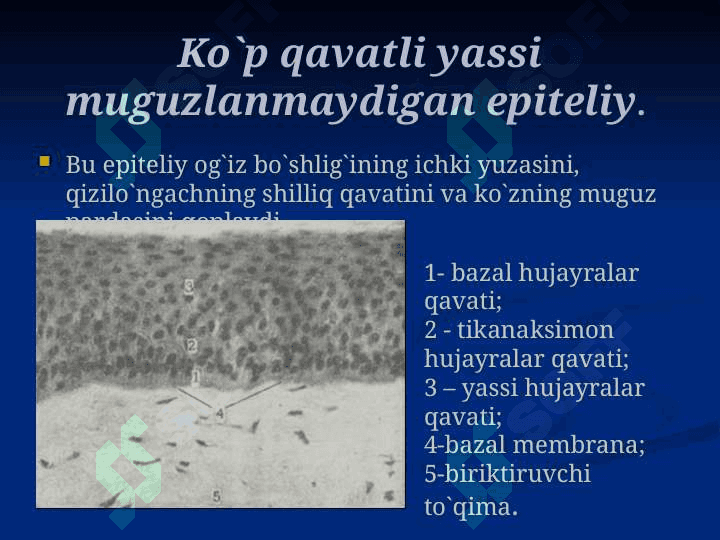 Ko’p qavatli epiteliy 7