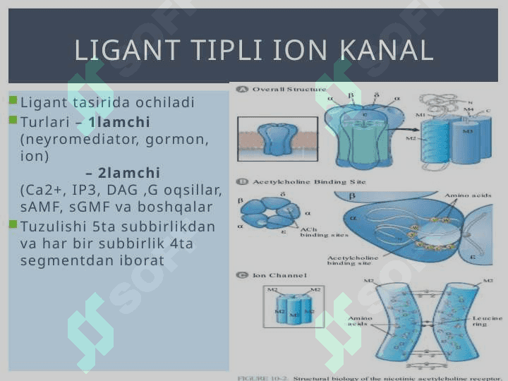 Harakat potensiali 8