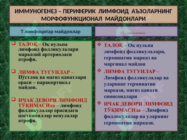 ИММУНОГЕНЕЗНИНГ СХЕМАТИК ТАСВИРИ 2