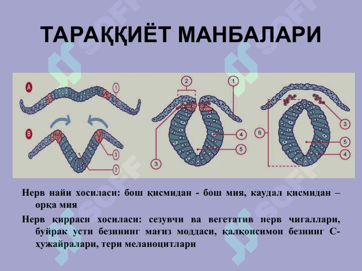 НЕРВ СИСТЕМАСИНИНГ КЛАССИФИКАЦИЯСИ 3