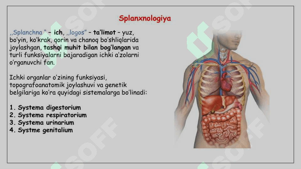 HAZM SISTEMASI ANATOMIYASI 2