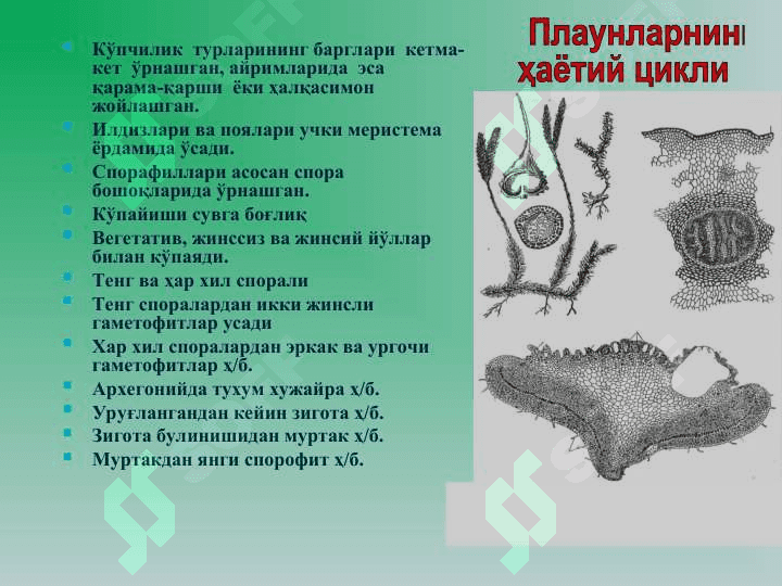 Плаунтоифа (Lycopodiophyta) ўсимликлар 4