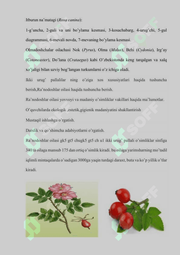 Ra'nodoshlar oilasi 6