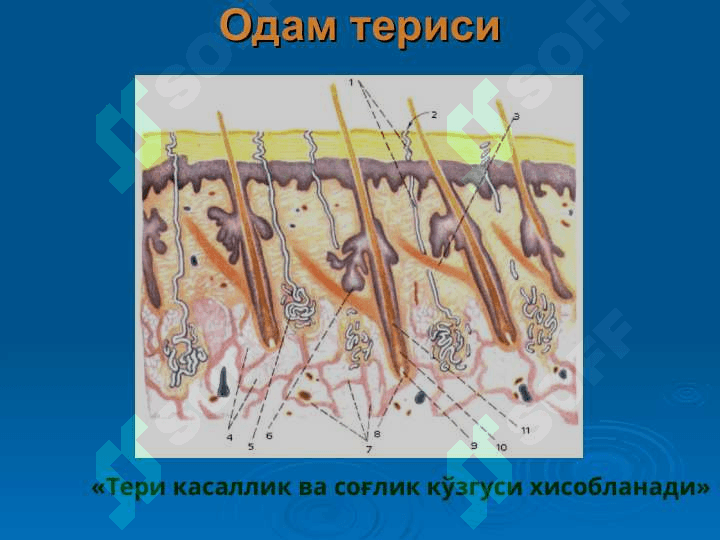 odam tanasi normal mikroflorasi pptx 8
