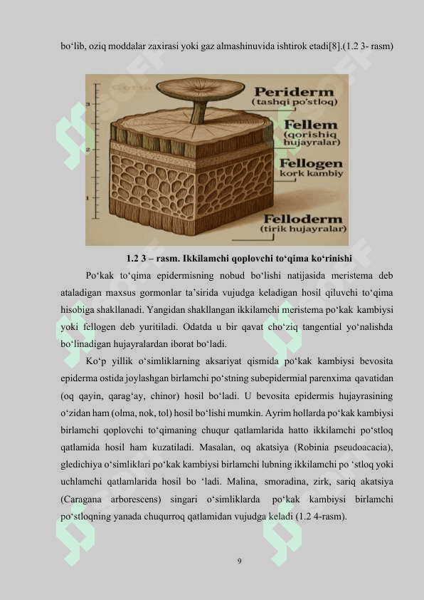 PO‘STLOQ  TUZILISHI VA RIVOJLANISHI 8