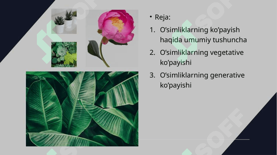 O’simliklarning ko’payishi 2