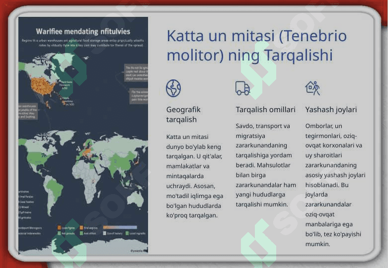 Katta un mitasi (Tenebrio molitor) 4