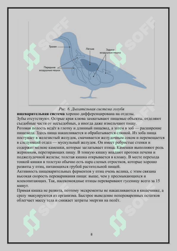 Систематика птиц 8