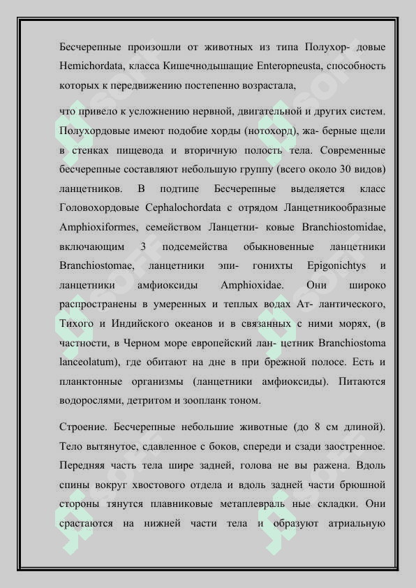 Систематика и филогения хордовых Chordata, подтип Личиночнохордовые Urochordata 3