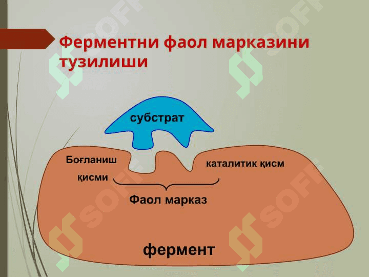 Ферментлар (2) 2